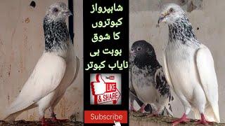 Shah parwaz kabootar | Syed Munir Gillani | Shah parwaz Kabootron ki pehchan