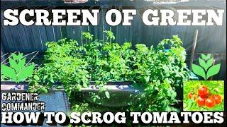 HOW TO SCROG WITH TOMATOES | Simple steps to have a Variety of Fresh Tomatoes on a Screen of Green