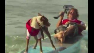 Dog surfing competition | Australian surf festival 2016