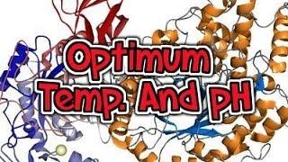 Optimum Temp. and pH-Explained!| school-o-sophy