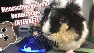 Ein Meerschweinchen kauft das Internet leer | Die Meeries