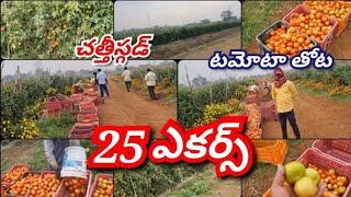 Chhattisgarh tomato crop/ #Chhattisgarh #Chhattisgarh tomato crop information #Chhattisgarhtomato