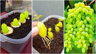 How to grow grape plant at home from fruit || Best way to grow grape plant