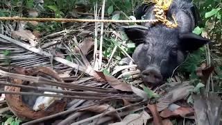 DIY   HOW TO MAKE PIG TRAP