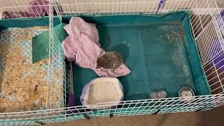 My Hedgehog’s Adorable Daily Routine! Stop by and watch this cutie  #hedgehog #shorts #animallover