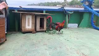 Philippine hybrid red jungle fowl #redjunglefowl #manokihalas #manoklabuyo