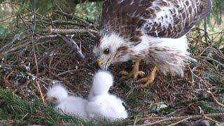 Male and female birds feed and care for their