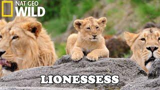 Lion Documentary - New Generation, Will They Survive? - Wild Life 2020 Full HD 1080p