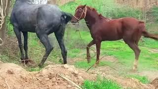 amezing meeting of two gay  horse