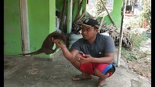 4 menit 41 detik berang-berang jinak / Otter