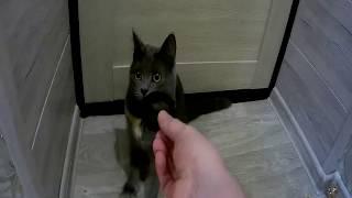 муся кошка выбирает себе игрушку, Musya the cat fetches a toy