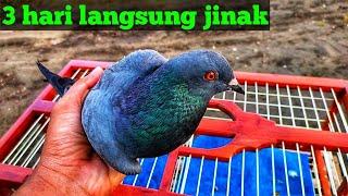 CARA MENJINAKAN MERPATI LIAR/GIRAS DENGAN CEPAT!! 3 hari langsung jinak