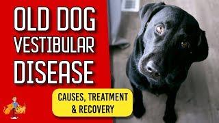 Old Dog Vestibular Disease: signs, treatment and recovery