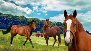 Лошади на ферме-Конь ржет-Звук животного лошадь-Farm animals-Домашние животные