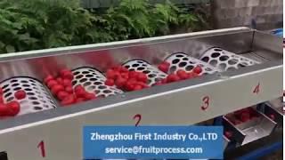 tomato grading machine，small tomato grader,  tomato sorting machine