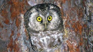 Сыч мохноногий (Aegolius funereus) - Boreal owl | Film Studio Aves