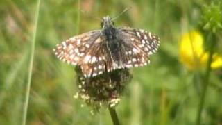 Grizzled Skipper