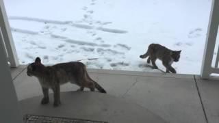 Three Mountain lions walk up to our front door.