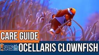 The Easiest Saltwater Fish? Ocellaris Clownfish Basics!