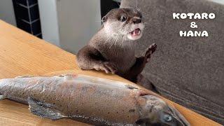 Otter Goes Piranha Mode Over Large Salmon!