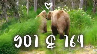 901 & 164 Courting ▪︎ Katmai Brown Bears ▪︎ 6/26/24 ▪︎ Explore.org