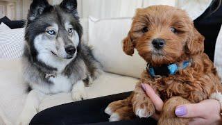 Husky meets cute puppy for the first time!