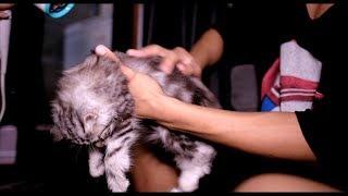 Kucing Takut Sama Hair Dryer