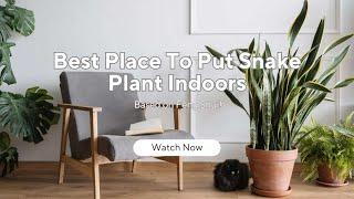 Best Place To Put Snake Plant Indoors Based on Feng Shui! #fengshuihouseplant