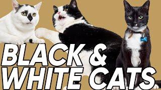 Do You Know the 3 Classifications of Black & White Cats?