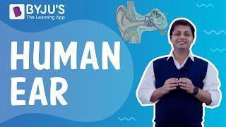 Human Ear | Class 4 I Learn with BYJU'S