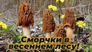 Первые весенние грибы - собираю Сморчки в весеннем лесу!
