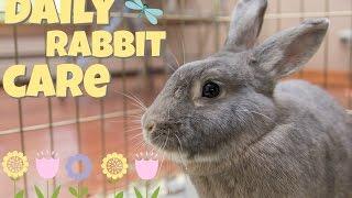 DAILY RABBIT CARE 