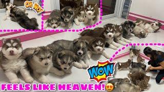 10 Puppies In 1 Room CHALLENGE! | NAGKAGULO NA! | VLOGMAS ‘22 DAY 3 | Husky Pack TV