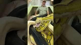 20ft Python Bit The Cameraman!  