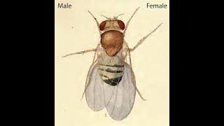 GYNANDROMORPHs in Drosophila genetics by JJS Sir for Class 12, NEET, KVPY, Olympiads.