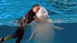 Beluga Whale Show At Yokohama Hakkeijima Sea Paradise 【4K】