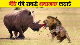 गैंडो के सबसे खतरनाक और जानलेवा हमले | Most Violent and Dangerous Fights of Rhino