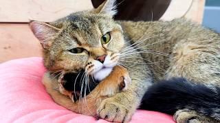 Mama cat hugs her meowing newborn baby kittens tightly while I clean their house.