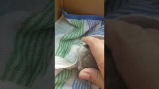 Mom petting the poor kitten