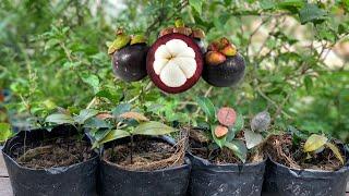 Mangosteen Germination from Seeds-How to Grow Mangosteen in Bag