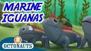 Octonauts - The Marine Iguanas | Full Episode | Cartoons for Kids