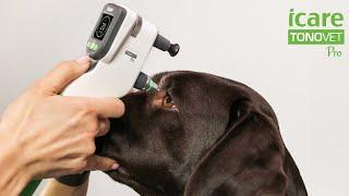 The new premium tonometer, iCare TONOVET Pro