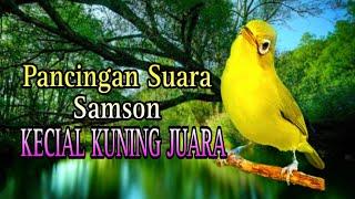 PANCINGAN SUARA SAMSON KECIAL KUNING JUARA