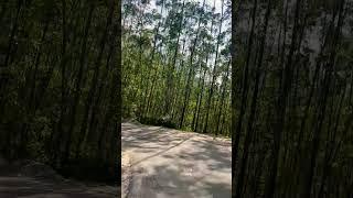 Through the woods #travel #tour #india #kerala #video #views #latest