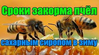 Сроки закорма пчёл  сахарным сиропом в зиму. Когда прекращать кормить пчёл в зиму.