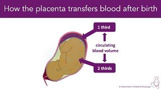 Placental Transfusion of the Baby After Birth