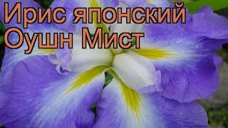 Ирис японский Оушн Мист (iris)  японский ирис Оушн Мист обзор: как сажать, рассада ириса Оушн Мист