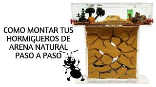 ▶Como Montar tus Hormigueros de Arena Natural T-Pequeño Paso a Paso