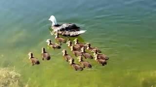 Mother duck takes ducklings for a swim at the lake!