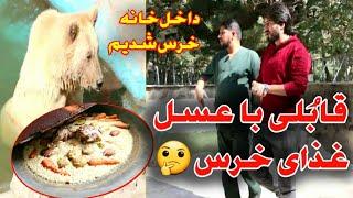 مهمانخانه حیوانات یا باغ وحش/میوه تازه و خشک برای حیوانات در باغ وحش کابل